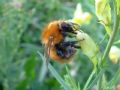 Bombus pascuorum