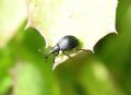 Holotrichapion sp.