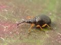 Protapion fulvipes fulvipes