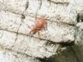 Apion rubiginosum