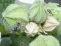 Rhopalapion longirostre