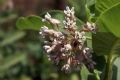 Asclepias syriaca