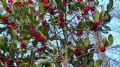 Ilex aquifolium