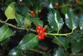 Ilex aquifolium