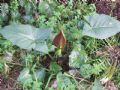 Arum apulum
