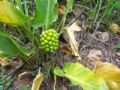 Arum pictum