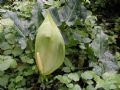 Arum italicum