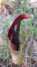 Biarum dispar