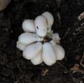 Biarum tenuifolium