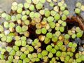 Spirodela polyrhiza