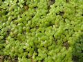 Lemna minor