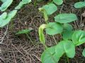Arisarum vulgare