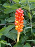 Arum italicum