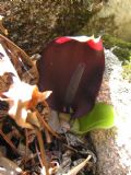 Arum pictum