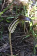 Arisarum vulgare