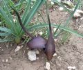 Biarum tenuifolium