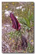 Dracunculus vulgaris