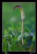 Arisarum vulgare