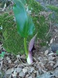 Arum pictum
