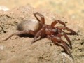 Arachnida