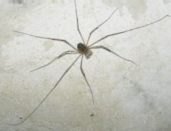 Opiliones