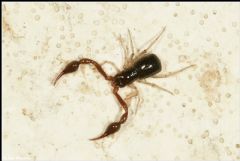 Pseudoscorpiones