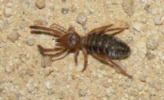 Solifugae