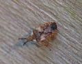 Aradus depressus