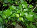 Hedera helix