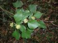 Hedera helix