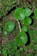 Hydrocotyle vulgaris