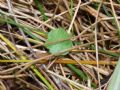 Hydrocotyle vulgaris