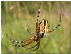 Araneidae