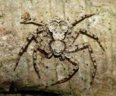 Philodromidae