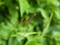 Tetragnathidae