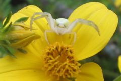 Thomisidae