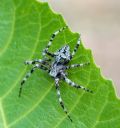 Araneus circe