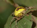 Araneus marmoreus