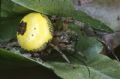 Araneus marmoreus