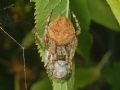 Araneus angulatus