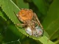 Araneus angulatus
