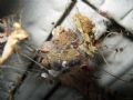 Araneus diadematus