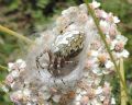 Aculepeira ceropegia