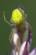 Araniella Opisthographa