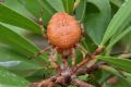 Araneus diadematus