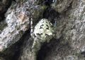 Araneus circe