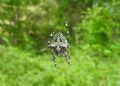 Araneus circe