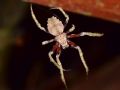 Araneus bufo