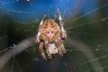 Araneus angulatus