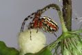 Aculepeira armida